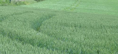 Charente : un avion atterrit en urgence dans un champ