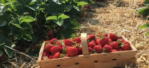Loiret : un nouveau drive fermier qui cartonne !