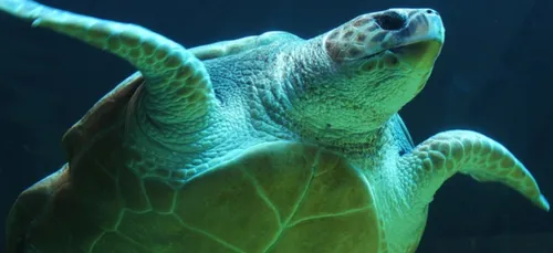 Charente-Maritime : des tortues soignées relâchées dans l'océan