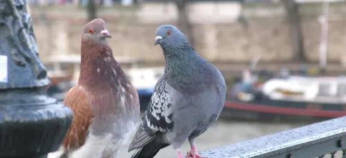 Angoulême : il tire sur des pigeons en plein centre-ville