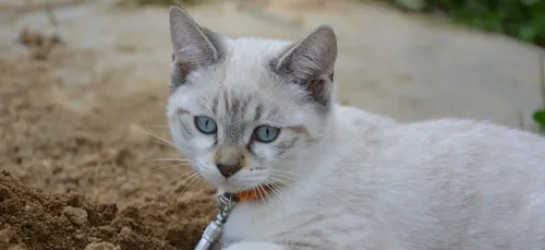 Angoulême : Un chaton blessé retrouvé dans un sac poubelle