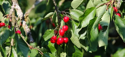 Loiret : Un agriculteur condamné pour avoir giflé une cueilleuse de...