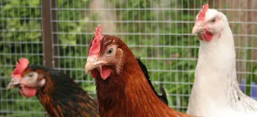 Maine-et-Loire : Un voleur de poules démasqué sur Leboncoin !