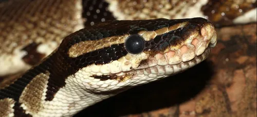 Cholet : Un plombier tombe sur un python royal !
