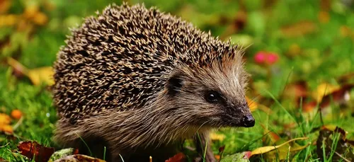 Limousin : 3 hommes interpellés pour détention de hérissons