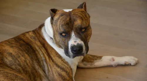 Un chien euthanasié après avoir mordu plusieurs personnes