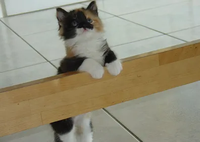 Haute-Vienne : des chatons attendent des familles d’accueil pour...