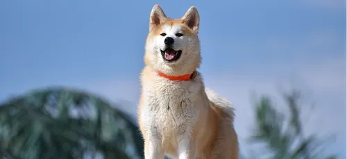 Charente-Maritime : une enfant de 4 ans et demi mordue au visage...