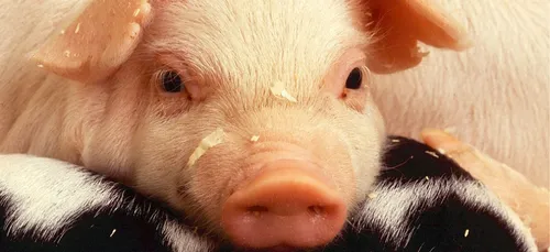 Nouvelle-Aquitaine : un camion transportant des cochons se renverse...