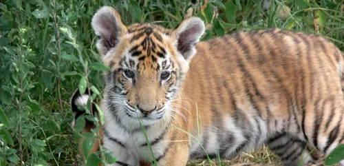 Haute-Vienne : Brigitte Bardot annule une soirée en boite de nuit !