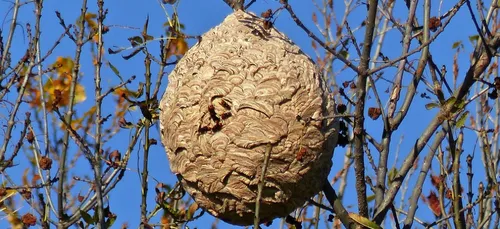 Orléans : les frelons asiatiques s’installent chez des octogénaires !