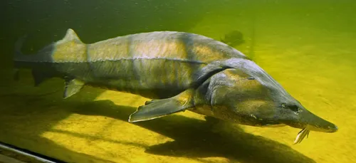 Limousin : une fillette mordue par un poisson mystérieux