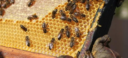 Apiculture : les abeilles enfin débarrassées des pesticides