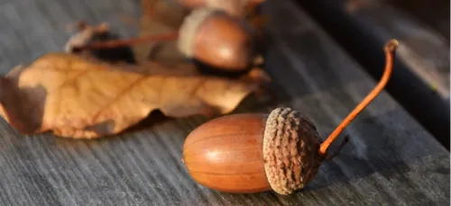 Limoges : ils attaquent des automobilistes à coups de glands