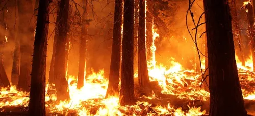 Loiret : des jeunes mettent le feu à une forêt accidentellement