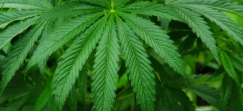 Charente : elle faisait des crêpes au cannabis et couchait avec un...
