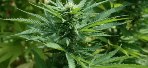 Montargis : son fils absorbe du cannabis, elle porte plainte contre...