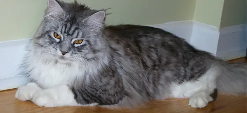 Loiret : un chat retrouvé mort et criblé de balles