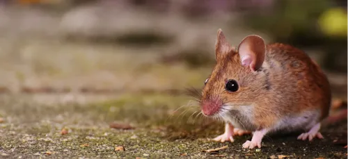 Loiret : des souris privent des habitants d’internet