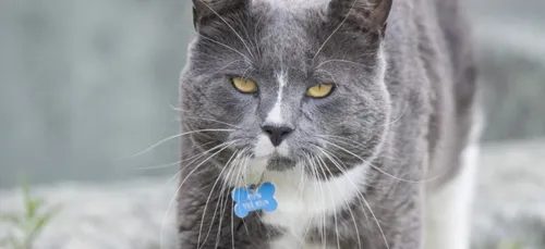 Pet Alert : attention aux arnaques !