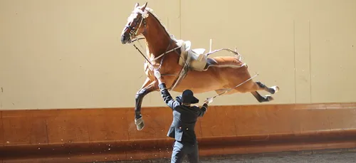 Saumur : un cavalier étranger intègre le Cadre noir