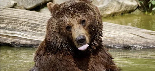 Une ourse relâchée en France