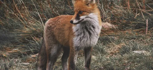 Loiret : des renards traqués et bientôt tués dans le Loiret