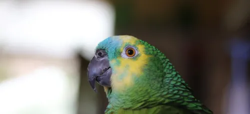 Maine-et-Loire : un splendide perroquet dérobé dans un magasin