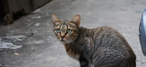 Limoges : il écrase un chat et écrit avec son sang