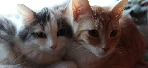 Cognac : elle vivait avec 30 chats dans son appartement insalubre