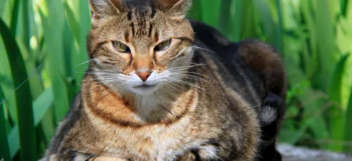 Limoges : à qui appartient le chat torturé à mort ?