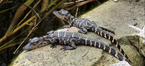 Vienne : la planète des crocodiles accueille deux nouveaux...