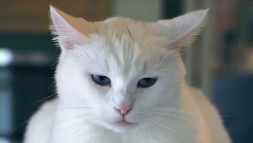 Cognac : les 35 chats récupérés dans un taudis ont été placés (VIDEO)