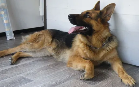 Charente : une femme disparue retrouvée vivante grâce à des chiens