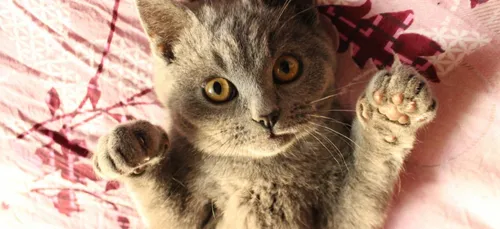 Charente : il jette des chatons depuis sa voiture et prend la fuite !