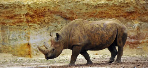 Doué-la-Fontaine : Kata-Kata est décédé après un prélèvement de...
