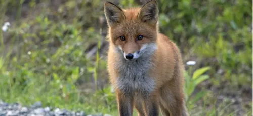 Charente-Maritime : la « prime aux renards morts » supprimée