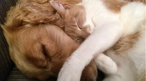 Voici les noms les plus donnés à nos animaux cette année