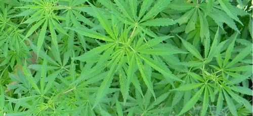 Bientôt des cultures de cannabis légales en Nouvelle-Aquitaine ?