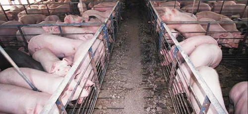 Charente : un élevage de porcs épinglé par L214