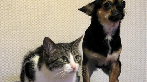 Loiret : bientôt un crématorium pour animaux domestiques ?