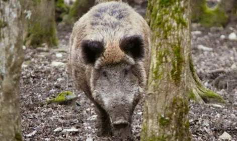 Haute-Vienne : un sanglier charge un chasseur