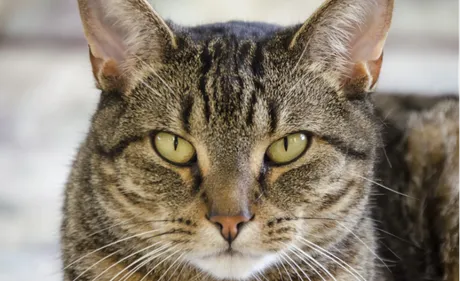 Limoges : il poignarde son chat qui a uriné sur ses vêtements