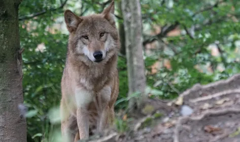 Haute-Vienne : c’est prouvé, le loup est bien dans le département !