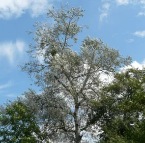 Deux-Sèvres : un retraité meurt tué sous un arbre