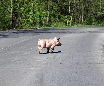 Haute-Vienne : les gilets jaunes viennent aider des accidentés