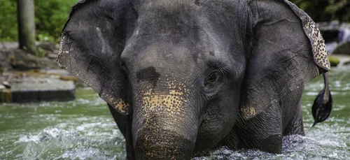 Zoo de la Palmyre : le sage éléphant Ghandi vient d’arriver