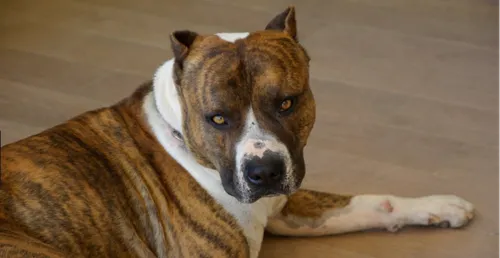 Loiret : des lassos et des filets pour attraper deux chiens errants