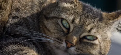 Limoges : un an de prison ferme pour avoir torturé un chat