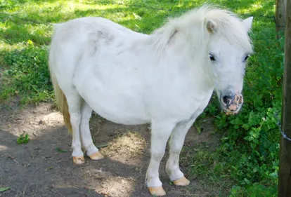 Indre-et-Loire : les pompiers ont sauvé un poney